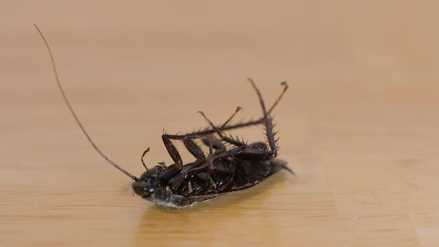 Dead cockroach on hardwood floor. Household roach, insect, and pest control.