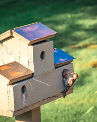 Father feeding chick sparrows al fresco while keeping a watchful eye
