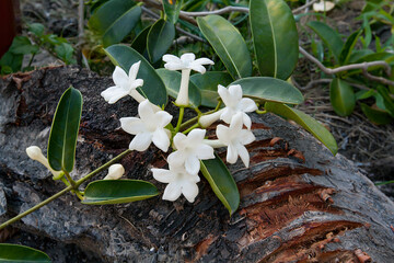 blooming madagascar jasmine stephanotis in nature