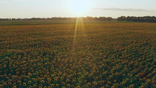 Sunflower fields aerial sunset farm agronomy flowers floar nature