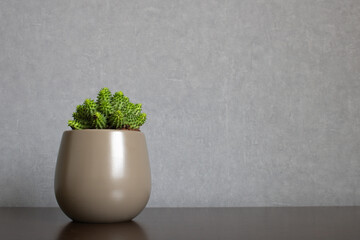 Green euphorbia susannae succulent plant growing in ceramic vase isolated on clean background placed off-center a shelf. Minimalist setting in sober earth tones with empty space for text on the right