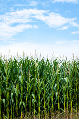 Maisfeld, Corn, Corn field, Mais