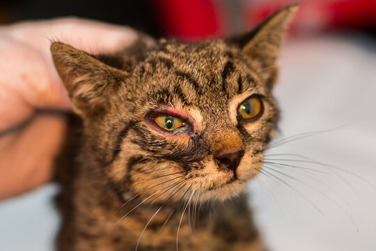 close-up photo of a kitten with conjunctivitis