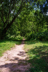 A path that goes into the distance, framed (surrounded) by trees