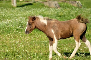 Naklejka na ściany i meble Cute little pony horse in the farm