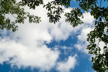 Tree leaves frame a blurred background of lovely white clouds