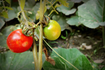 red and green tomatoes on the vine,tomatoes growing on a vine.