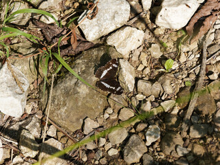 (Limenitis camilla) Le Petit sylvain posé au sol face dorsale, coloration contrastée entre fond noir, marron foncé et cellules ou ligne de taches blanches