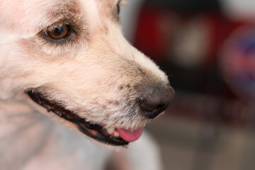 adult dog mixed breed with a small tick on his nose at the veterinary clinic