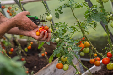 Harvesting cherry tomatoes in a greenhouse on a late afternoon