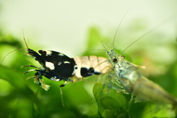 Schöne Caridina Garnelen im Aquarium