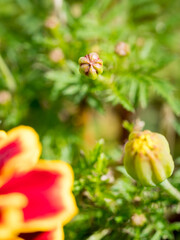 Opening yellow and red Marigold flower bud