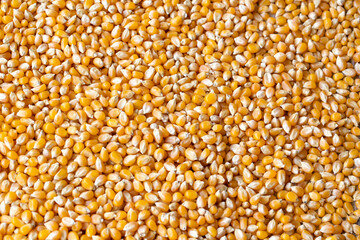 Raw Corn Seeds or Corn kernels are the fruits of corn. Maize is a grain, and the kernels are used in cooking as a vegetable or a source of starch.