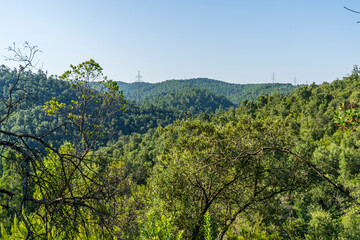 Forest near Girona.