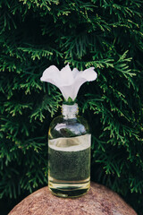 Cosmetic oil bottle with white Petunia flower. Environmentally friendly product