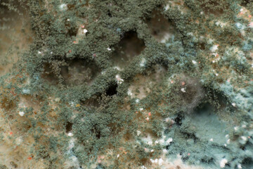 Rhizopus (bread mold) is a genus of common saprophytic fungi, macro photo