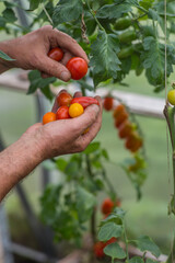 Harvesting cherry tomatoes in a greenhouse on a late afternoon