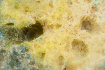 Rhizopus (bread mold) is a genus of common saprophytic fungi, macro photo