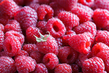ripe juicy garden raspberries macro as food background