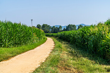 Fototapeta na wymiar Corn fields near Llagostera being watered.