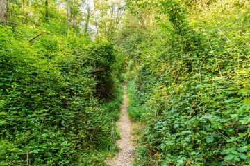 Small path through the undergrowth in "Massis de les Cadiretes".
