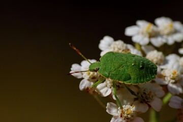 Close-up view of a green shield bug sitting on white flowers. Dark brown background. Macro.