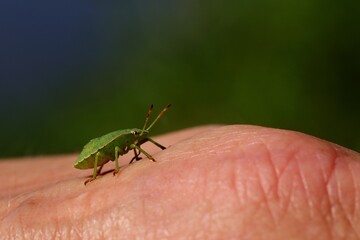 A confident green shield bug walking on a human hand. Dark green background. close up.