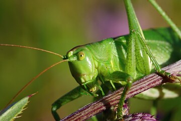 Detail of the front of the grasshopper's hull. Green-brown background with bokeh. Macro.
