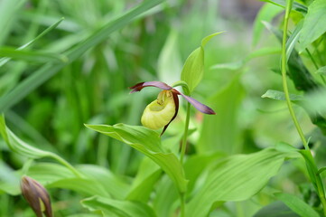 ladyes slipper during the flowering period 