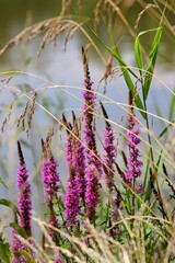Invasive plant of purple loosestrife on the shore of the pond.