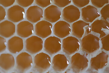 honey combs with honey very close, macrophotography