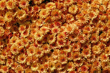 Orange Mums