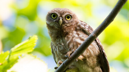 Little owl, Athene noctua. A young bird sits on a branch against a background of tree leaves and looks at the camera