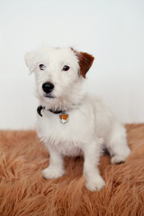 Cute dog breed Jack Russell Broken sits on fluffy rug on white background.