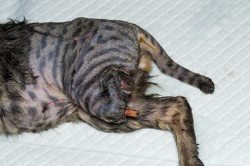 Naklejka na ściany i meble photo of a kitten with the back leg and tail destroyed, before surgery