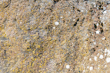 old stone with moss background