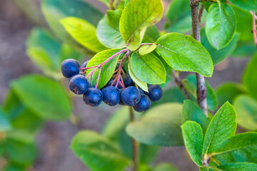 Aronia berries on a branch