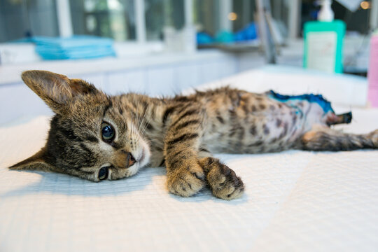 photo of a kitten with the back leg and tail destroyed, after surgery