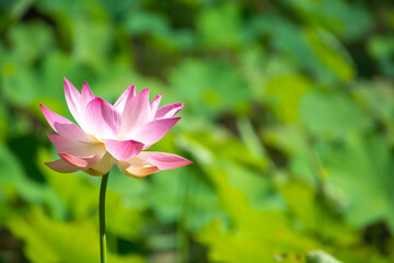 Fototapeta premium pink lotus flower in the garden on a green background