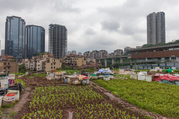 Fototapeta na wymiar City of Chongqing