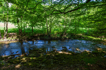 Fototapeta na wymiar beautiful stream in green forest 