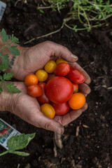 Hands holding a mix of tomatoes in a greenhouse