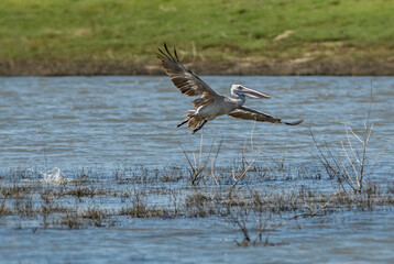 Spot-billed Pelican - Pelecanus philippensis, large white pelican from Sri Lankan lakes, Sri Lanka.