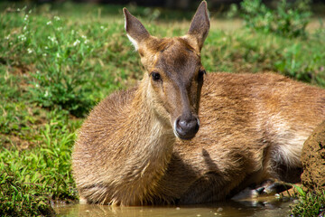 Roe deer in a botanical garden in Mauritius