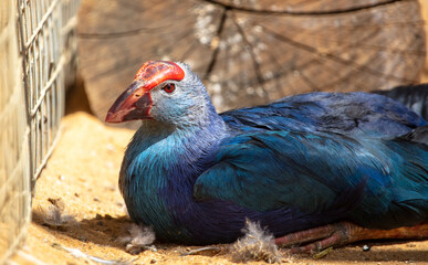 A blue bird with a large beak.