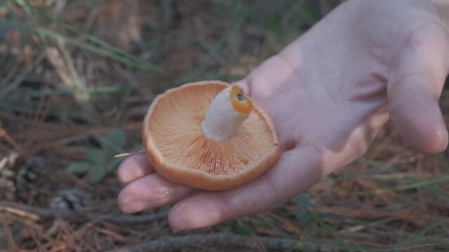 Person collecting and showing an orange niscalo mushroom and cutting the base, on the forest ground in the middle of the mountain with pine leaves with brown, in Spain