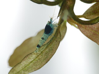 Schöne Caridina Garnelen im Aquarium