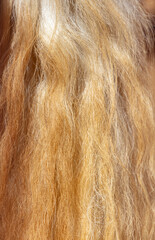 Horse wool as an abstract background.