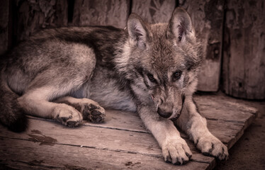 Portrait of a wolf at the zoo.