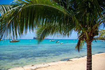 Plakat tropical beach with palm trees